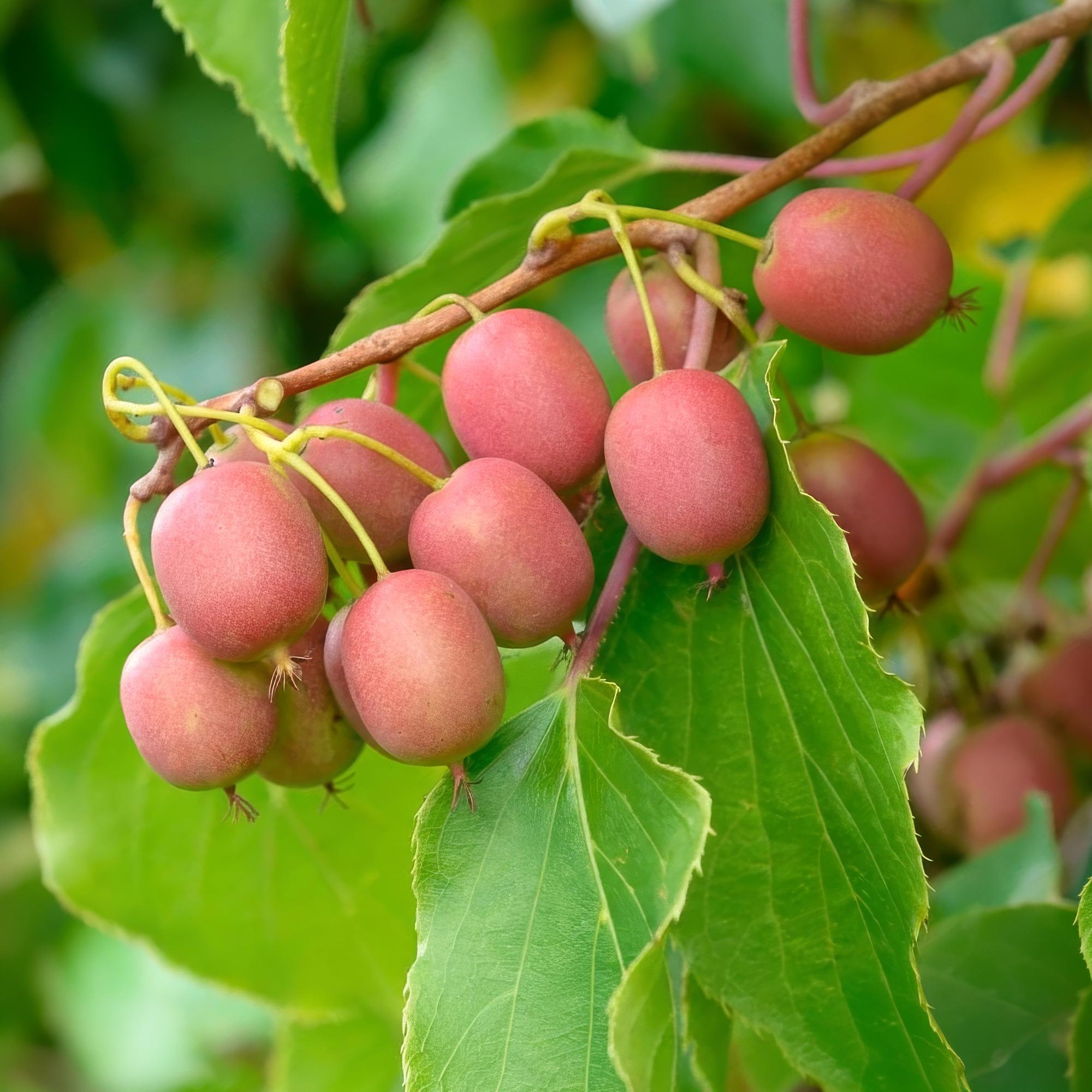 Actinidia arguta Weiki - Kiwiplant - Mannelijk - Rode - Paarse Vruchtjes - 1 Plant - Pot 15cm - Hoogte 50cm
