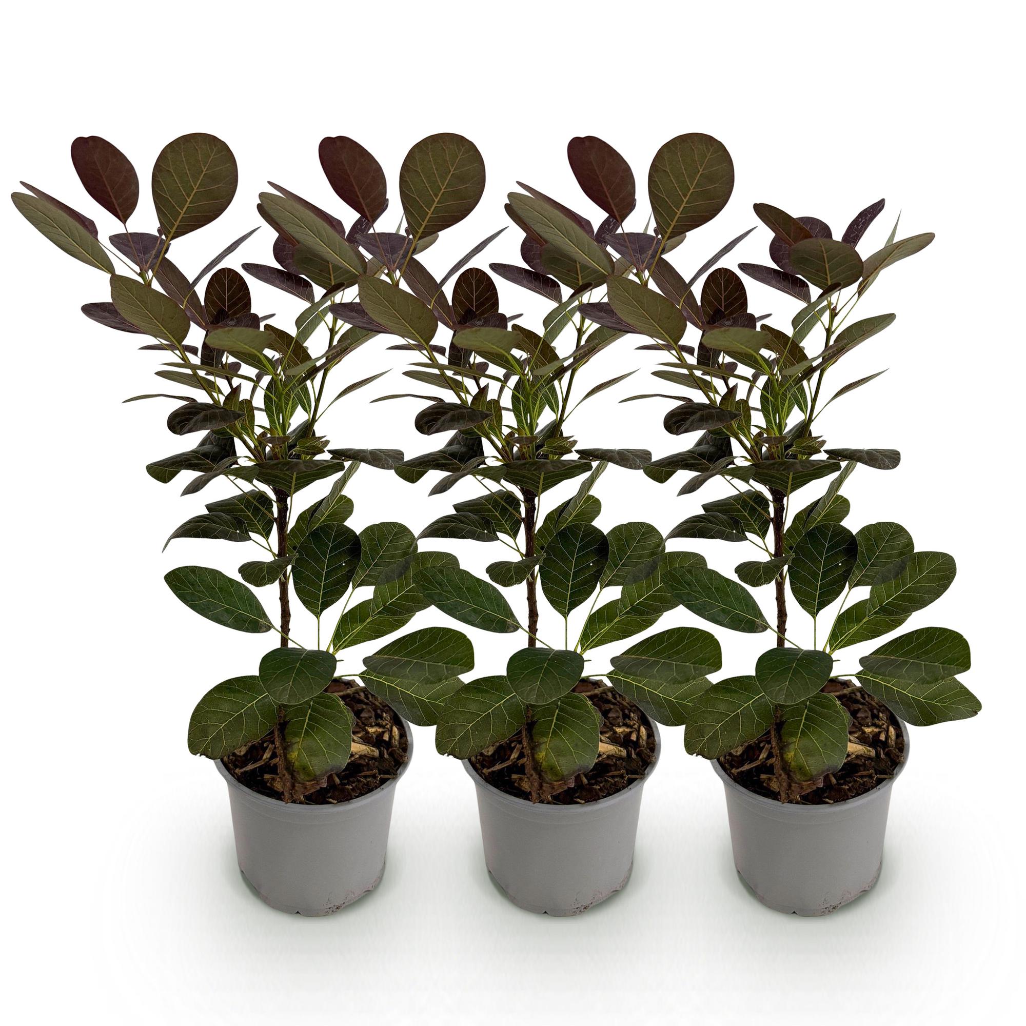 Cotinus coggyria Royal Purple - Paars - 3 Planten - Bladverliezend - Weinig Onderhoud - Pot 12cm Hoogte 35cm