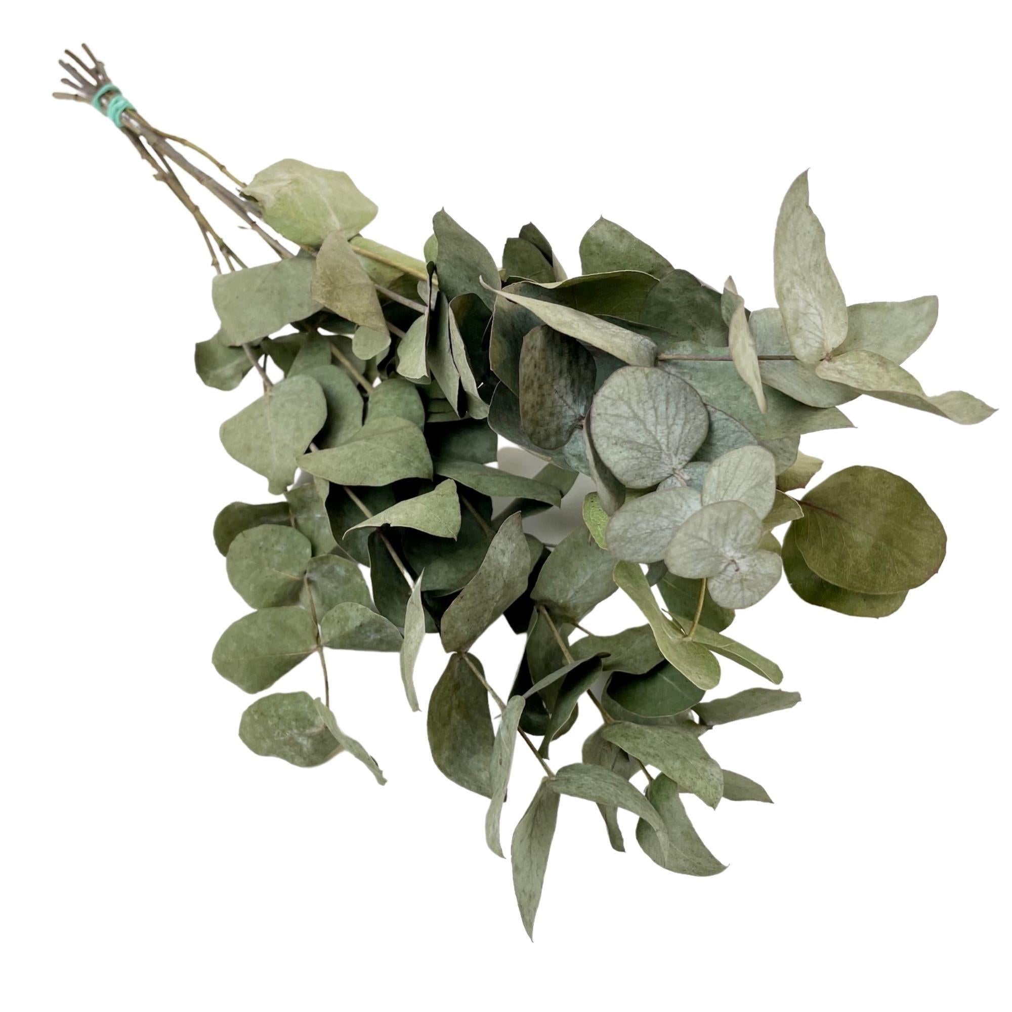 Fiori secchi - Eucalyptus Cinerea - 6 mazzi - ↕50cm