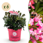 Dwerg Rhododendron - Rhododendron Bloombux Magenta - Bloeiende Buxus - Weinig Onderhoud - Roze Bloem - 6 Planten - Pot 17cm - Hoogte 30-40cm