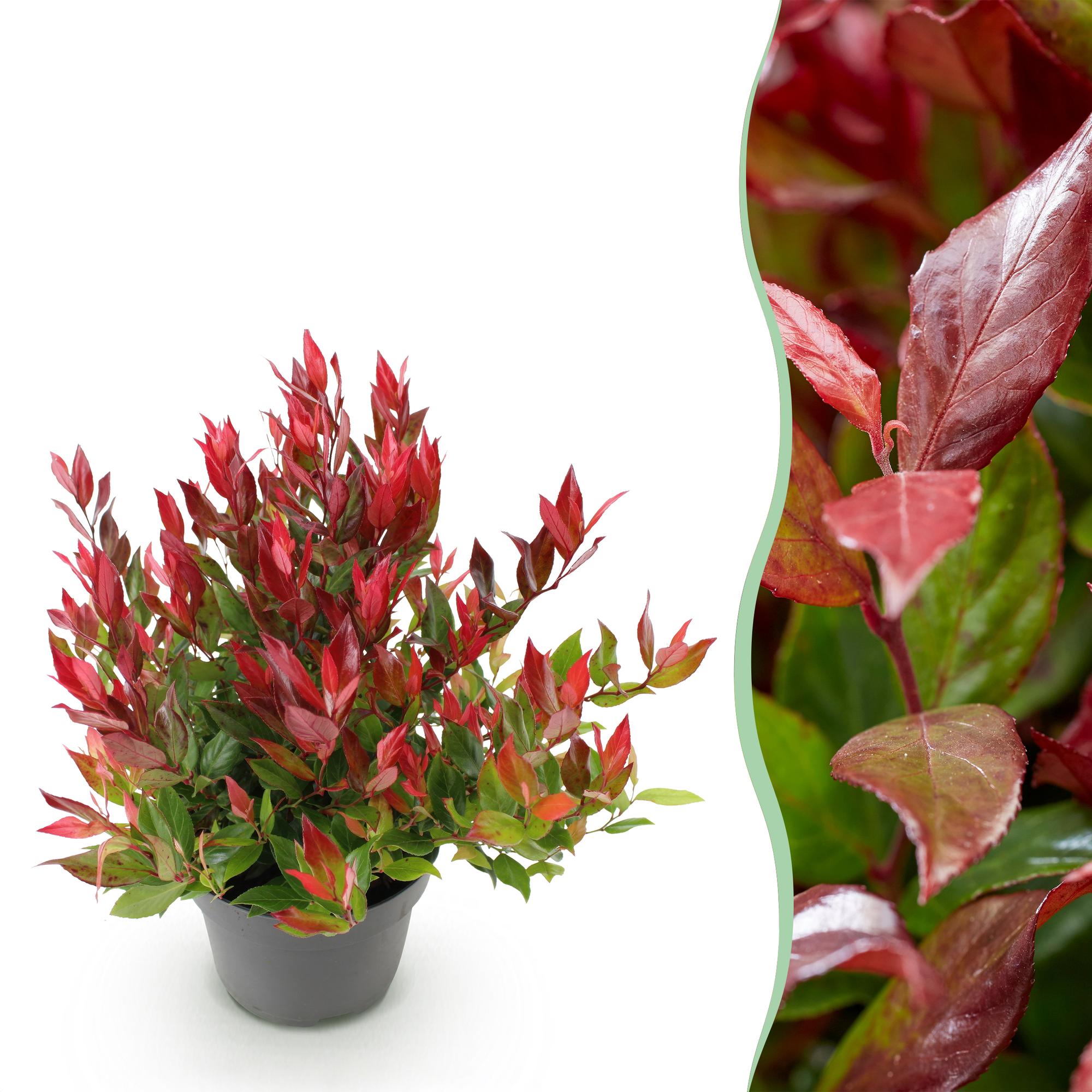 Leucothoe Little Flame - Rood - 1 Plant - Groenblijvend - Weinig Onderhoud - Pot 17cm Hoogte 40cm