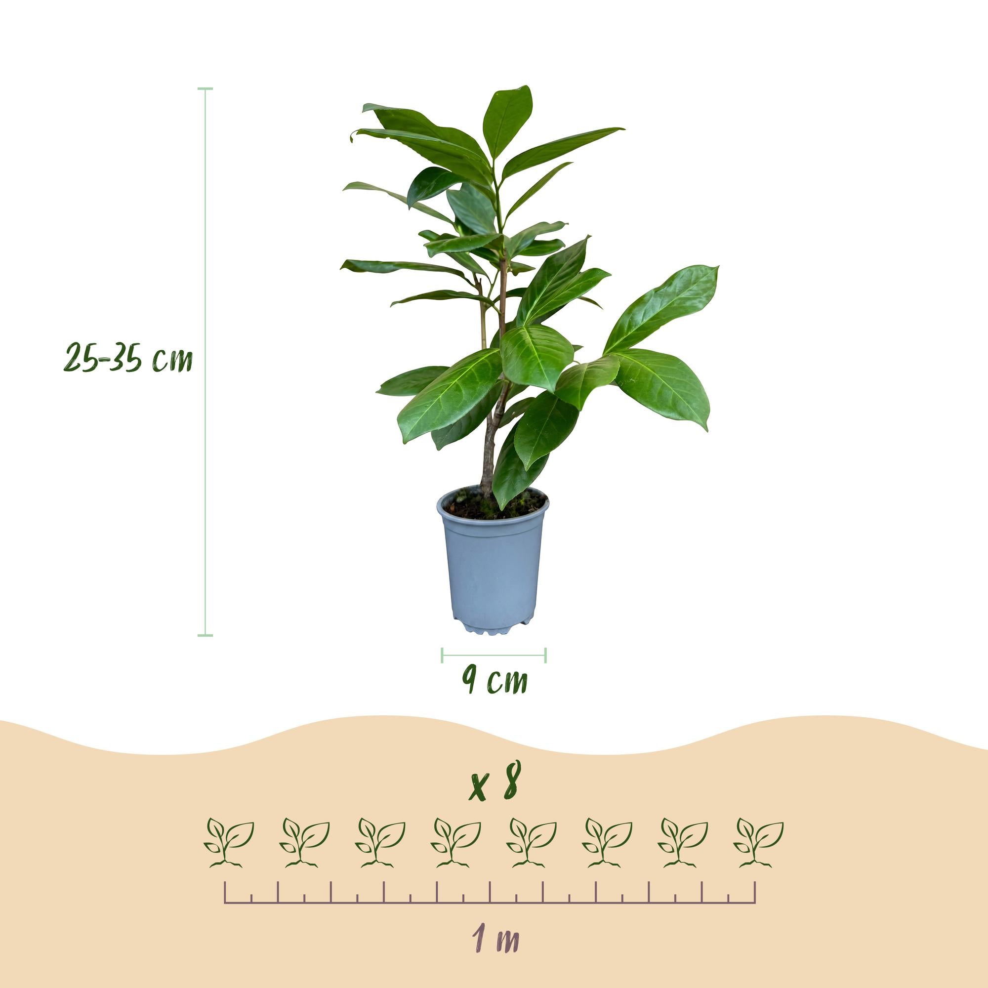 Prunus laur. Rotundifolia - Laurierkers 16x - Haagplanten - Groenblijvend - Groen - Pot 9cm - Hoogte 25-35cm