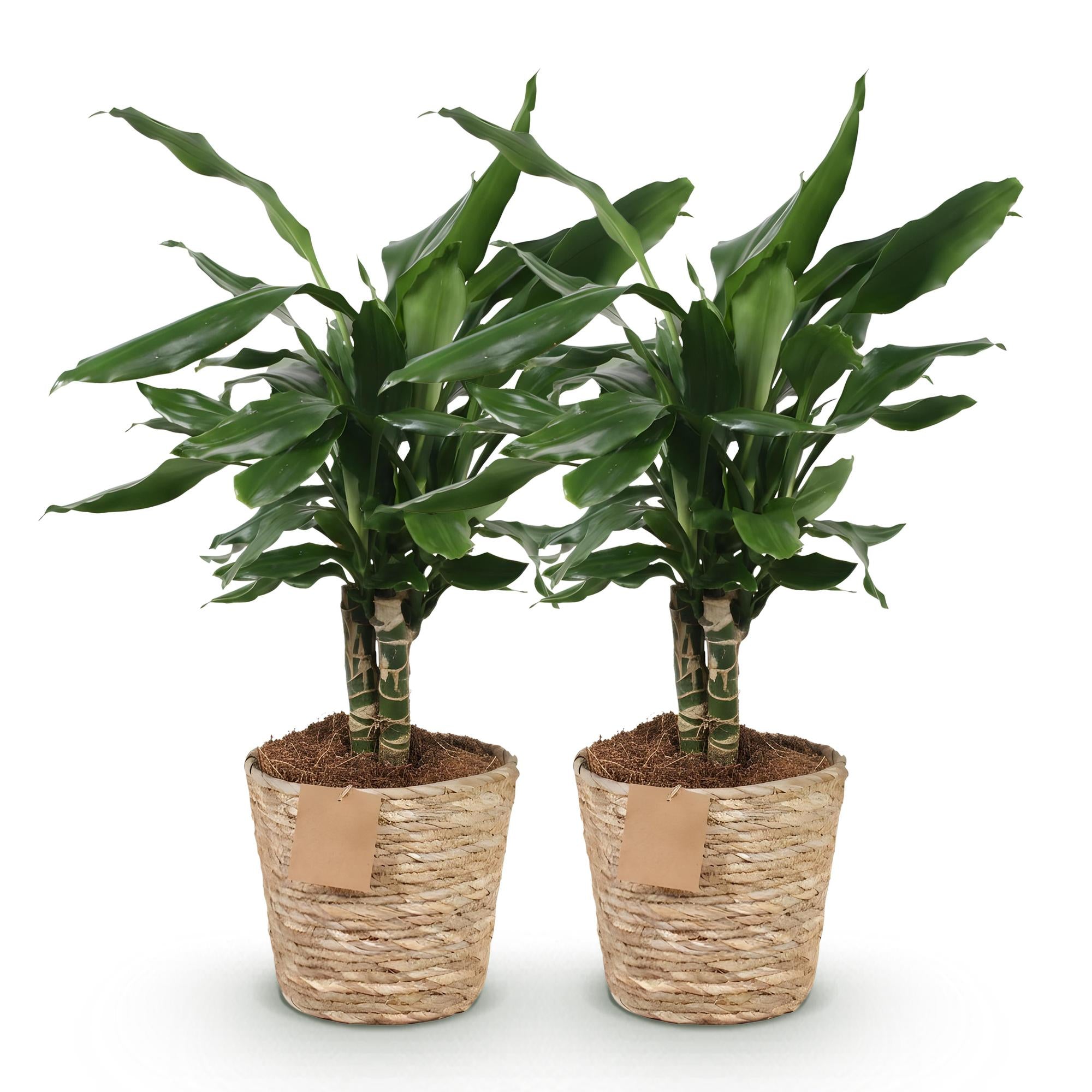 Dracaena fragrans Steudneri - Drakenbloedboom - Weinig onderhoud - met mand - Groen - 2 Planten - Pot 17cm - Hoogte 50-55cm