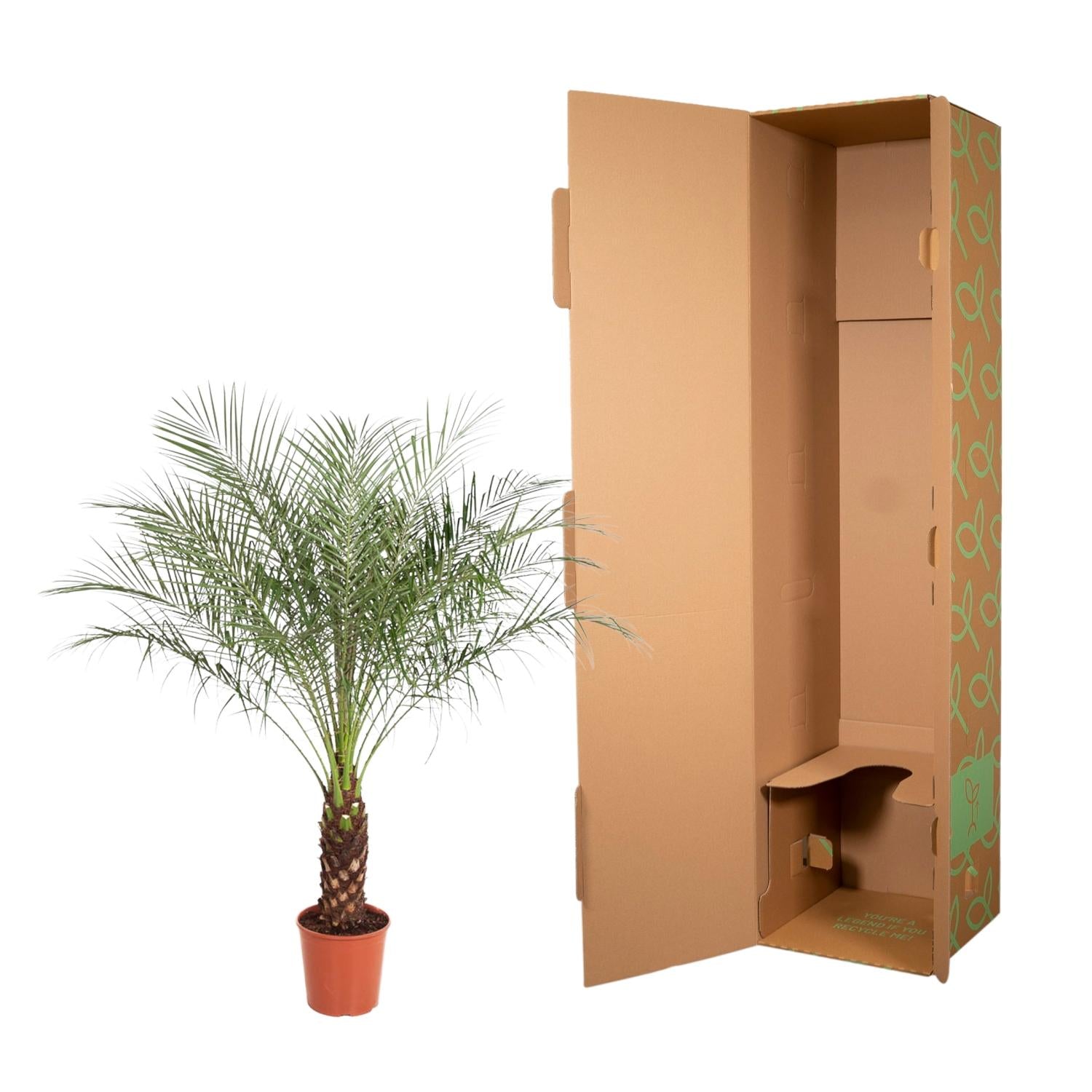 Phoenix Roebelenii - 160 cm - ø27