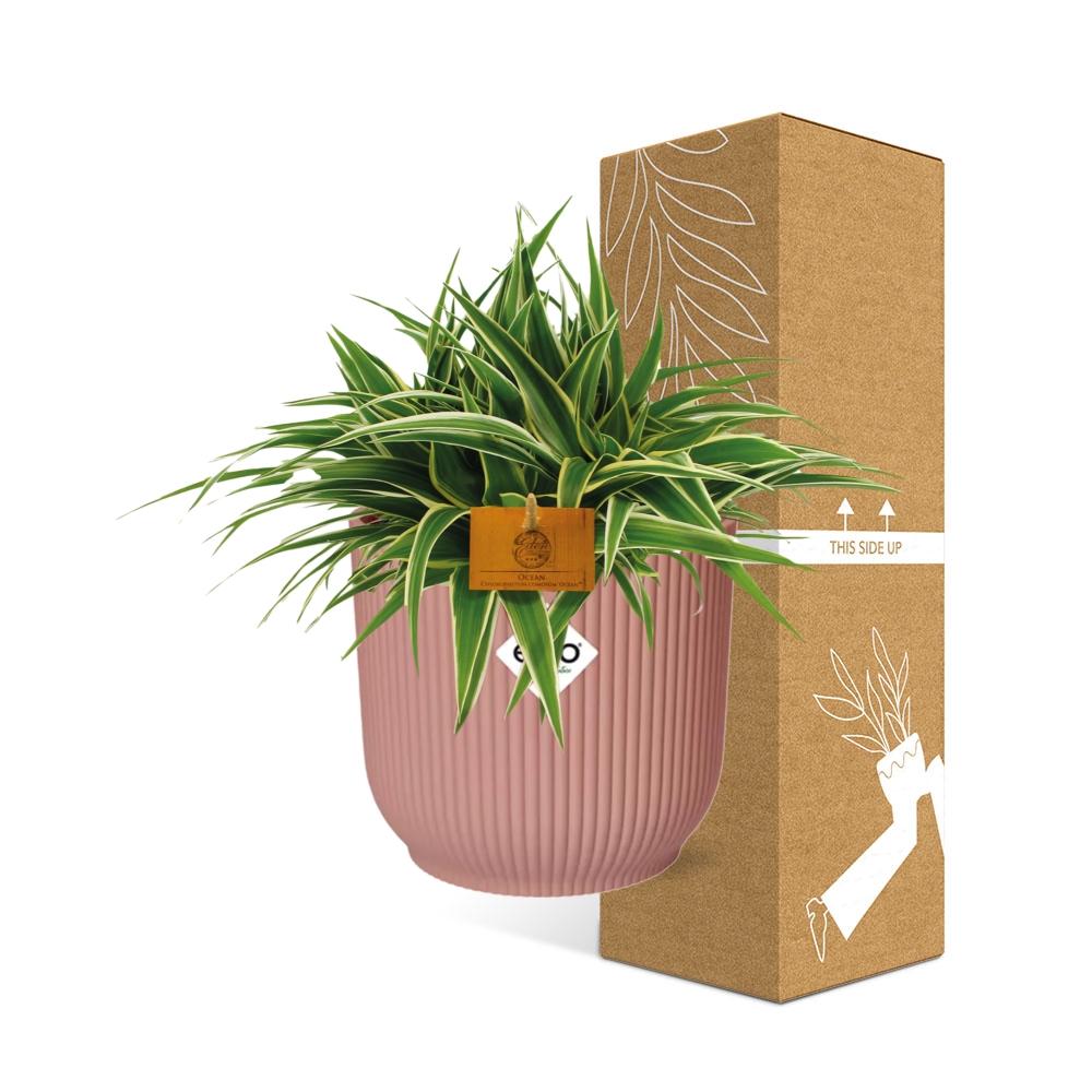 Chlorophytum Ocean 15 cm en ELHO Vibes Fold 16 cm rond rose délicat