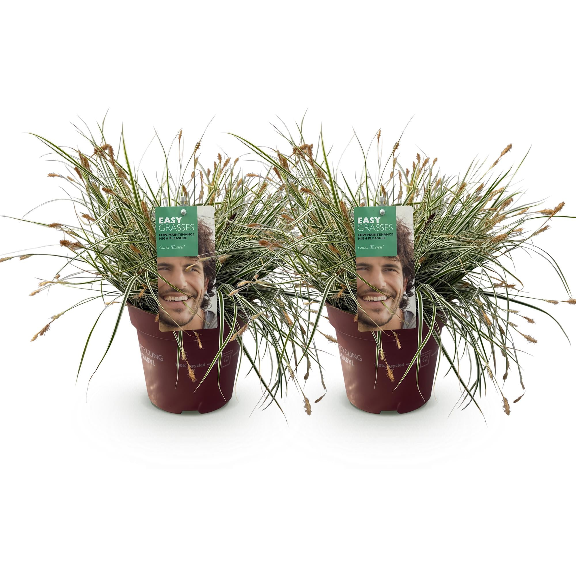 Green boutiQ – Ziergräser – Carex oshimensis Everest – Weiß und Grün – 2 Pflanzen – Immergrün – Pflegeleicht – Topf 17 cm, Höhe 50 cm