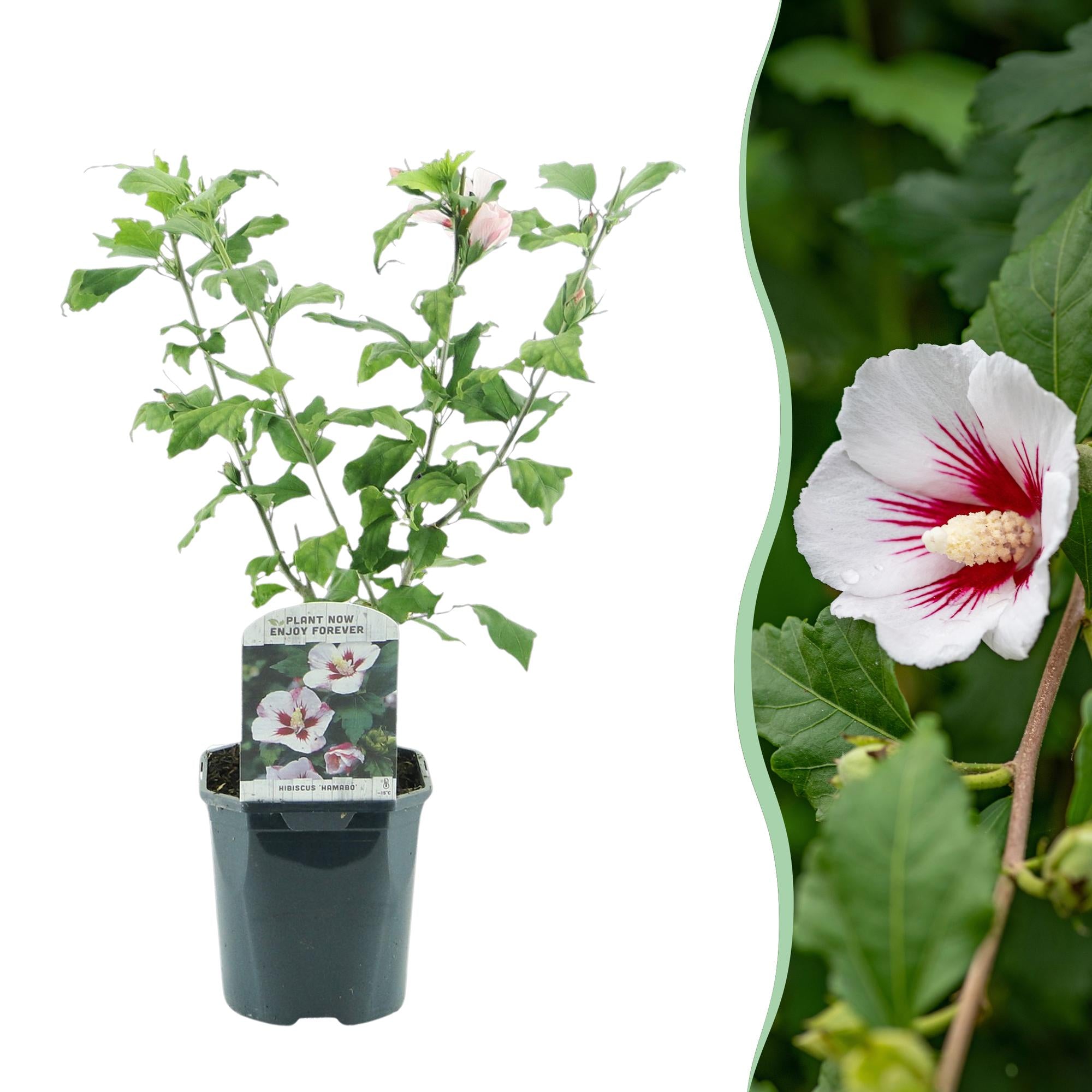 Green boutiQ – Sträucher – Hibiscus syriacus 'Hamabo' – Blüte: Hellrosa – 1 Pflanze – Laubabwerfend – Pflegeleicht – Topf: 17 cm, Höhe: 45 cm