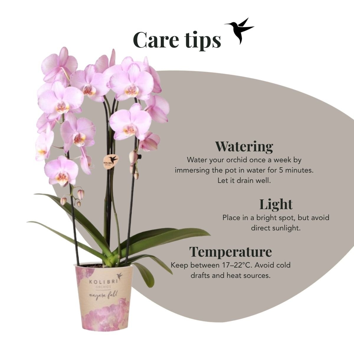 Kolibri Orchids | Combi Deal - 4 Roze Phalaenopsis Orchideeën Niagara Fall Xanion - Ø12 cm