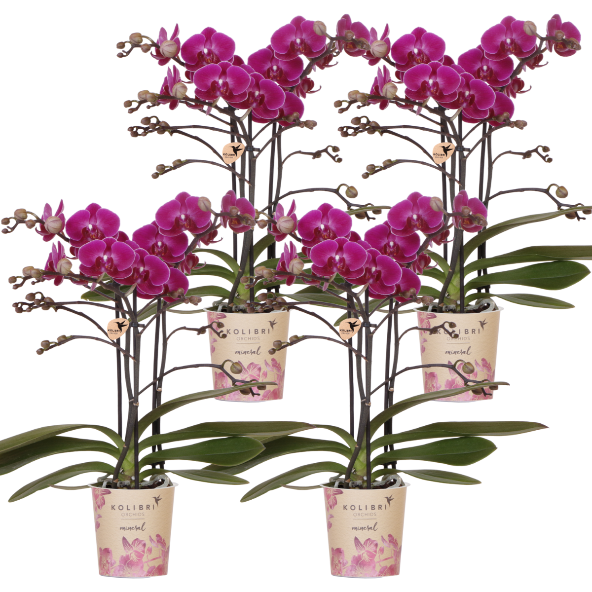 Kolibri Orchideen | Kombiangebot: 4 violette Phalaenopsis-Orchideen (Morelia) – Topfgröße Ø 9 cm | Blühende Zimmerpflanze – frisch vom Züchter