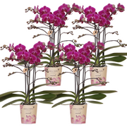 Kolibri Orchids | COMBI DEAL van 4 paarse phalaenopsis orchideeën - Morelia - potmaat Ø9cm | bloeiende kamerplant - vers van de kweker
