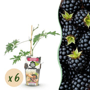 Groenblijvende Braam - Rubus Thornless Evergreen - Winterhard - 6 Planten - Pot 9 cm - Zwarte Braam