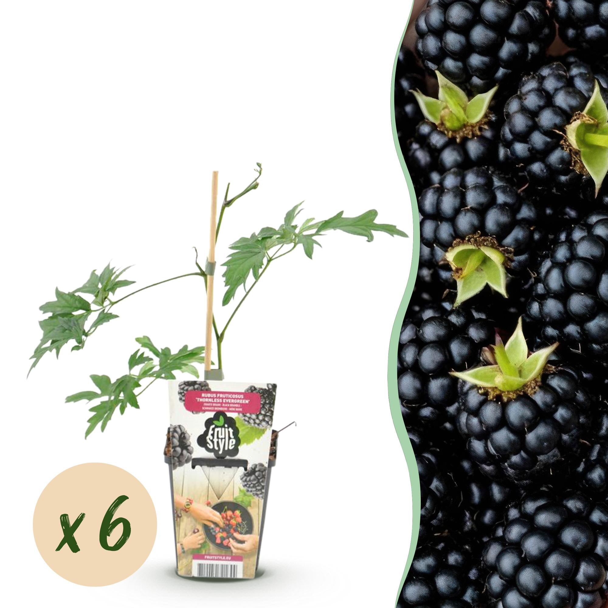 Groenblijvende Braam - Rubus Thornless Evergreen - Winterhard - 6 Planten - Pot 9 cm - Zwarte Braam