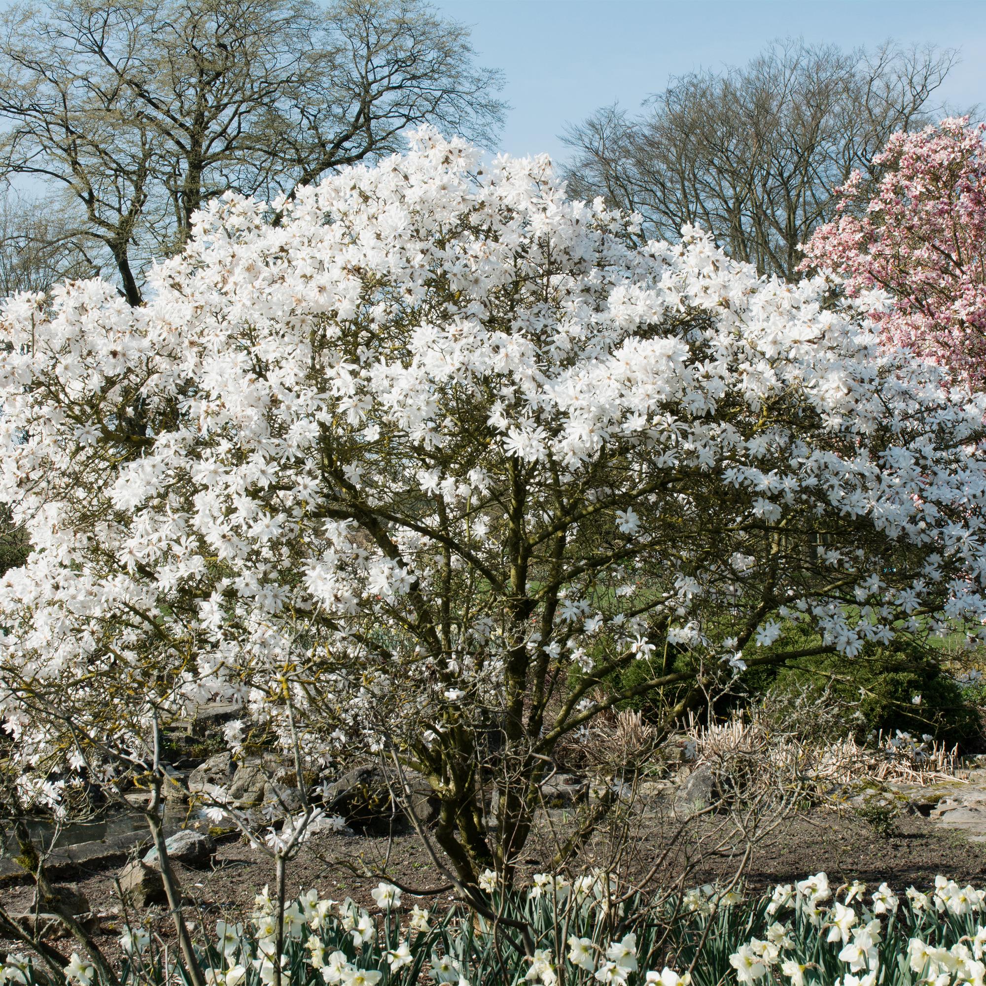 Magnolia Stellata  - Bloem Wit  - 1 Plant - Bladverliezend - Weinig Onderhoud - Pot 17cm Hoogte 45cm