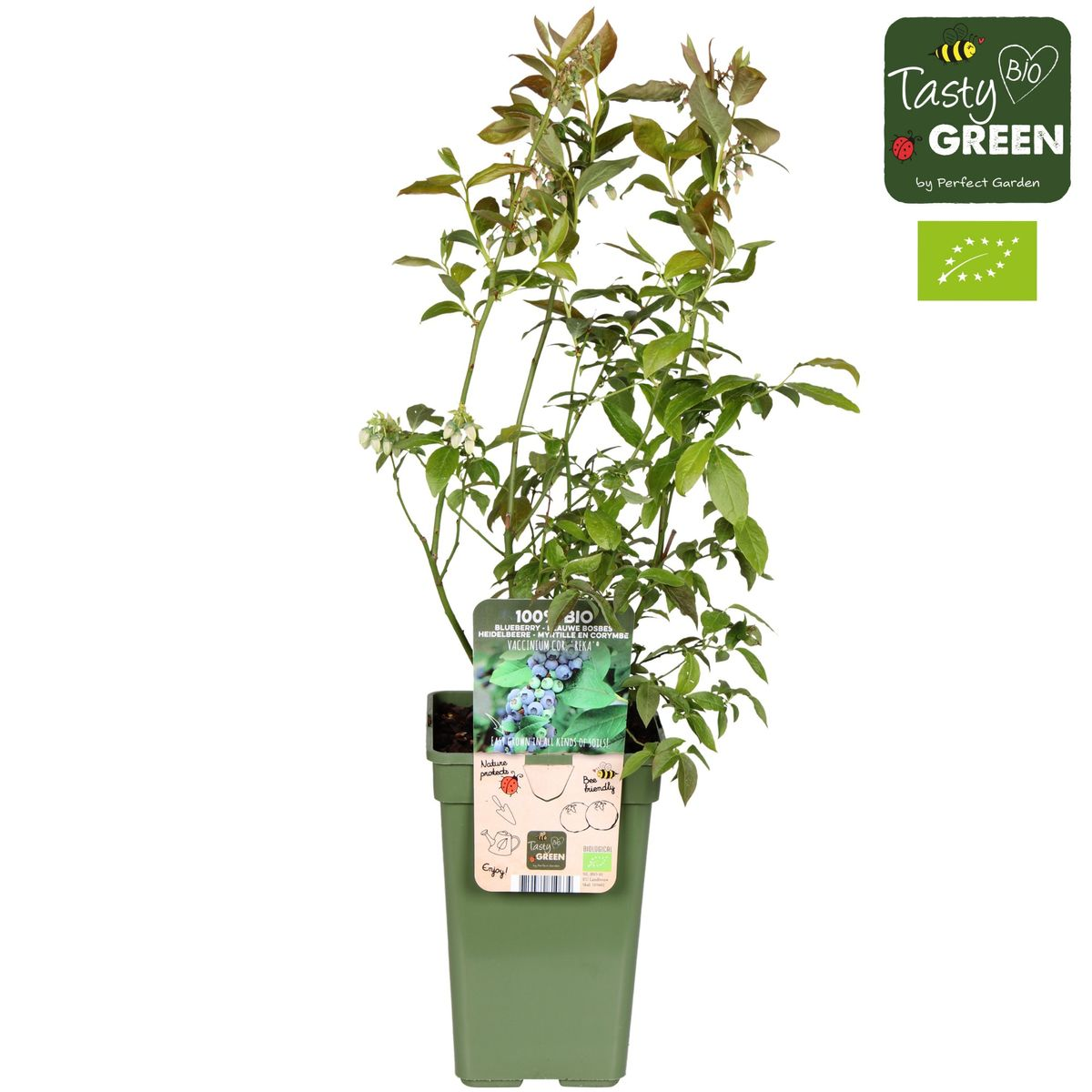 Vaccinium corymbosum 'Reka' - Myrtille - Ø13cm - ↕45cm