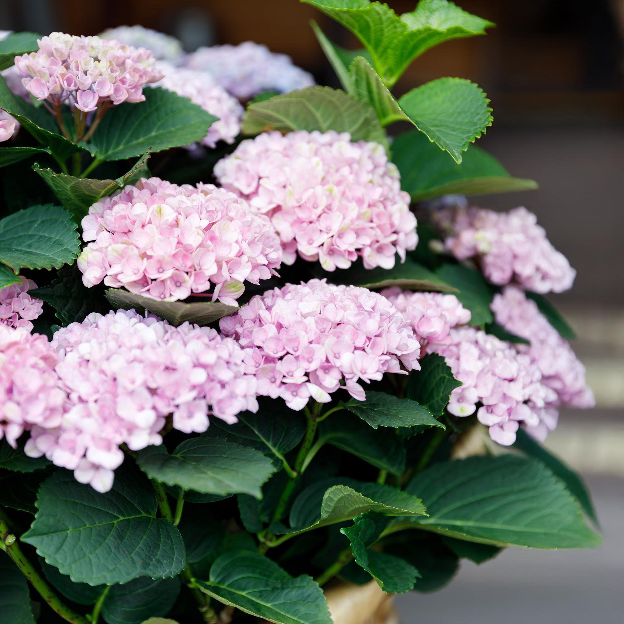 Green boutiQ - Pianta da terrazzo - Ortensia - Ortensia Magical Revolution Pink - Rosa - 6-10 fiori - 2 piante - Vaso 23 cm Altezza 55 cm