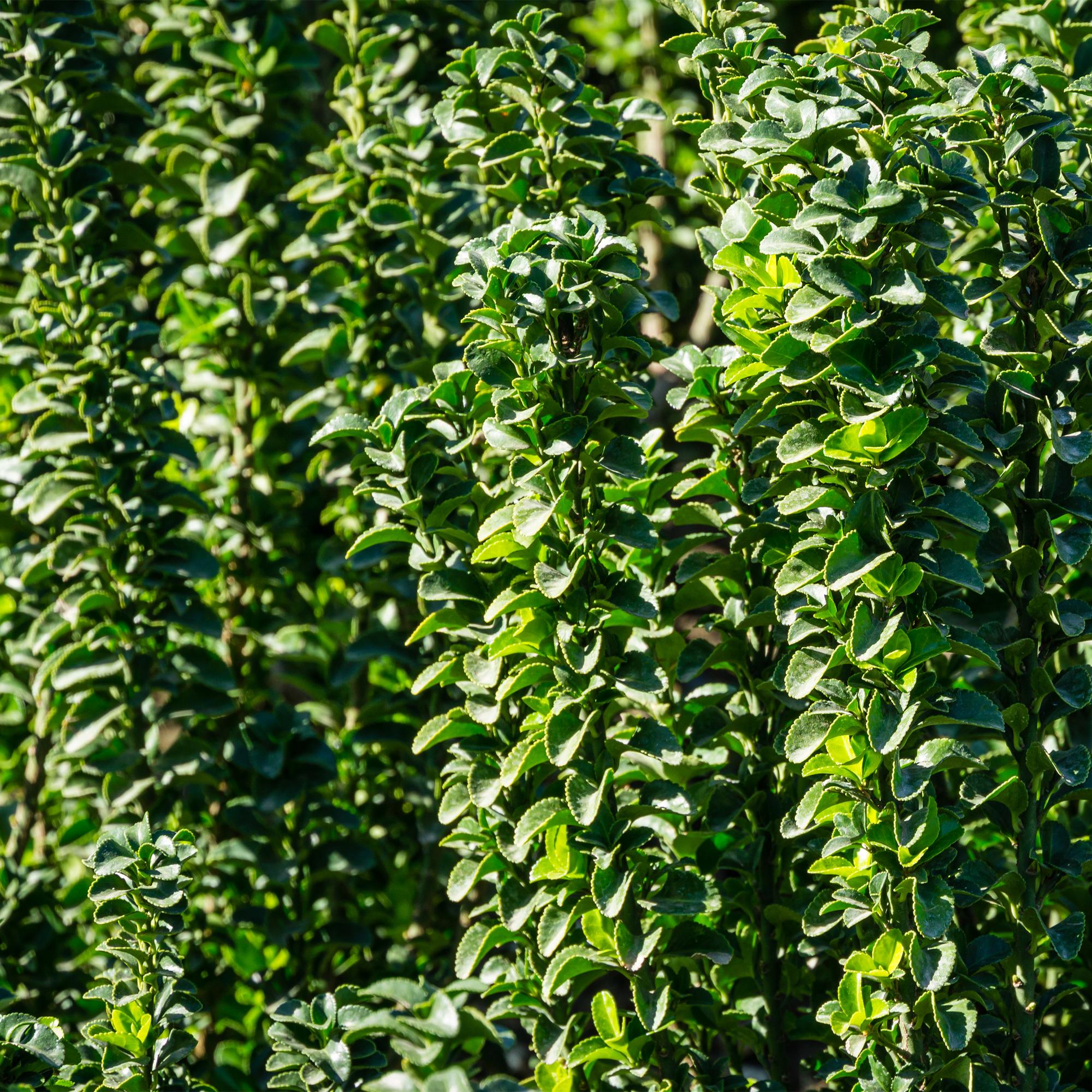Euonymus japonica Green Spire -  blad groen - 6 planten - 1 strekkende meter - groenblijvend - pot 17cm hoogte 40cm
