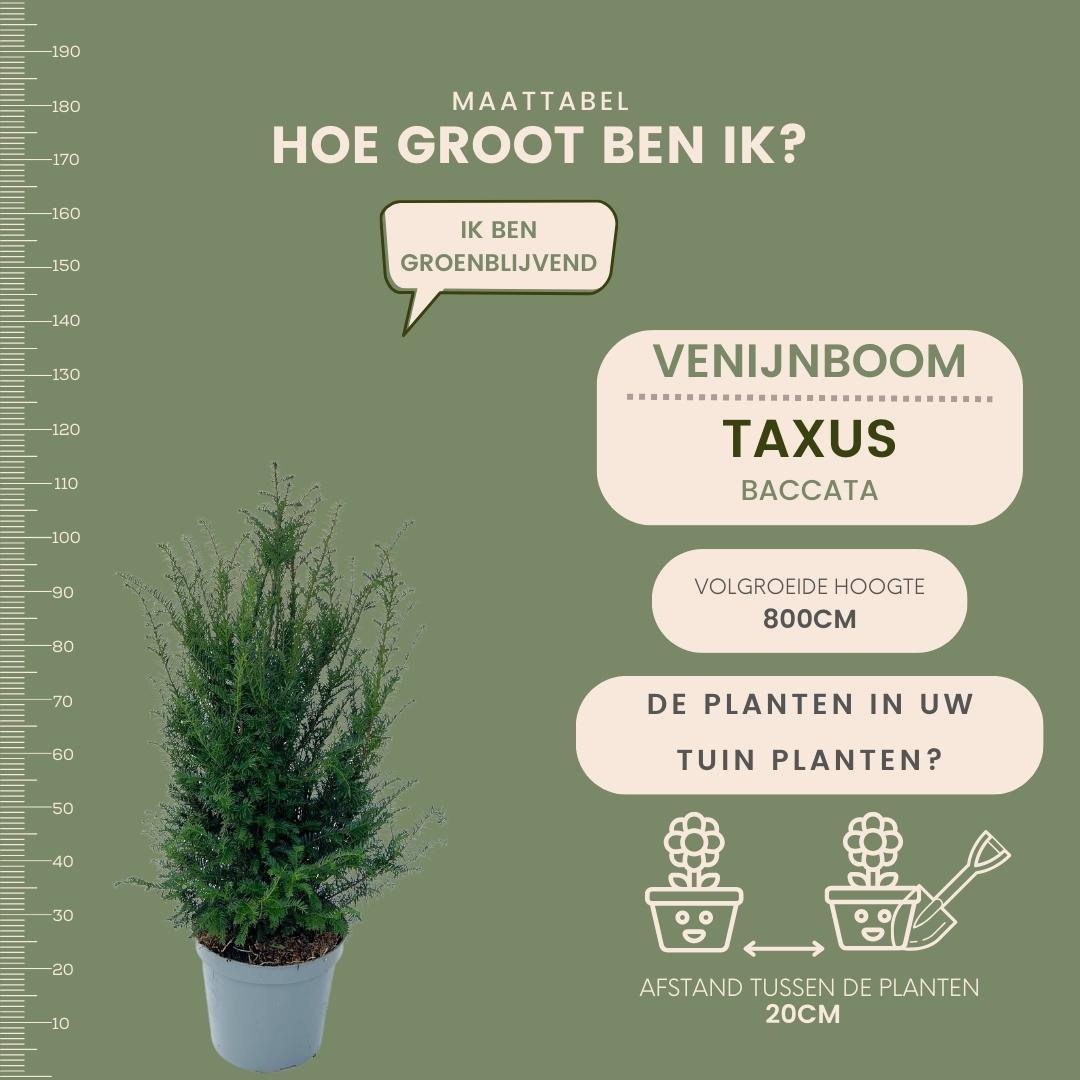 Große Eiben für eine 10 Meter hohe Hecke | - 12L - 25 x | ↨ 80-100 cm