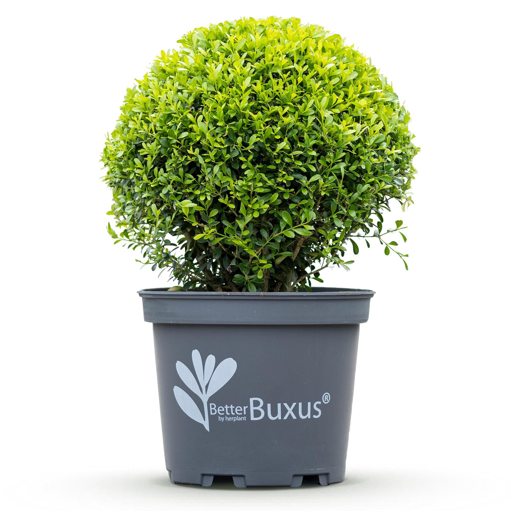 Buxus Bol - BetterBuxus Skylight - Resistant tegen Buxus Schimmel - 2 planten - pot 26cm bol 30cm