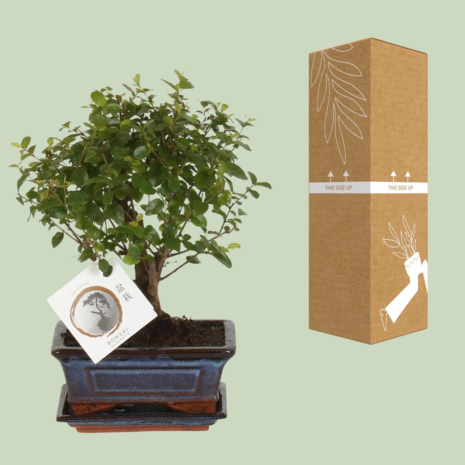 Bonsai 'Sageretia' - Kugelform - Ø15cm - ↕30cm