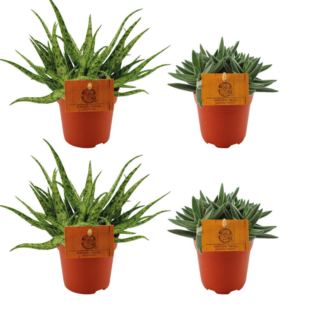 2 Aloe Spider + 2 Crassula Tenelli - 4 pièces - Ø10,5 cm - ↕10 cm