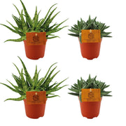2 Aloe Spider + 2 Crassula Tenelli - 4 pièces - Ø10,5 cm - ↕10 cm
