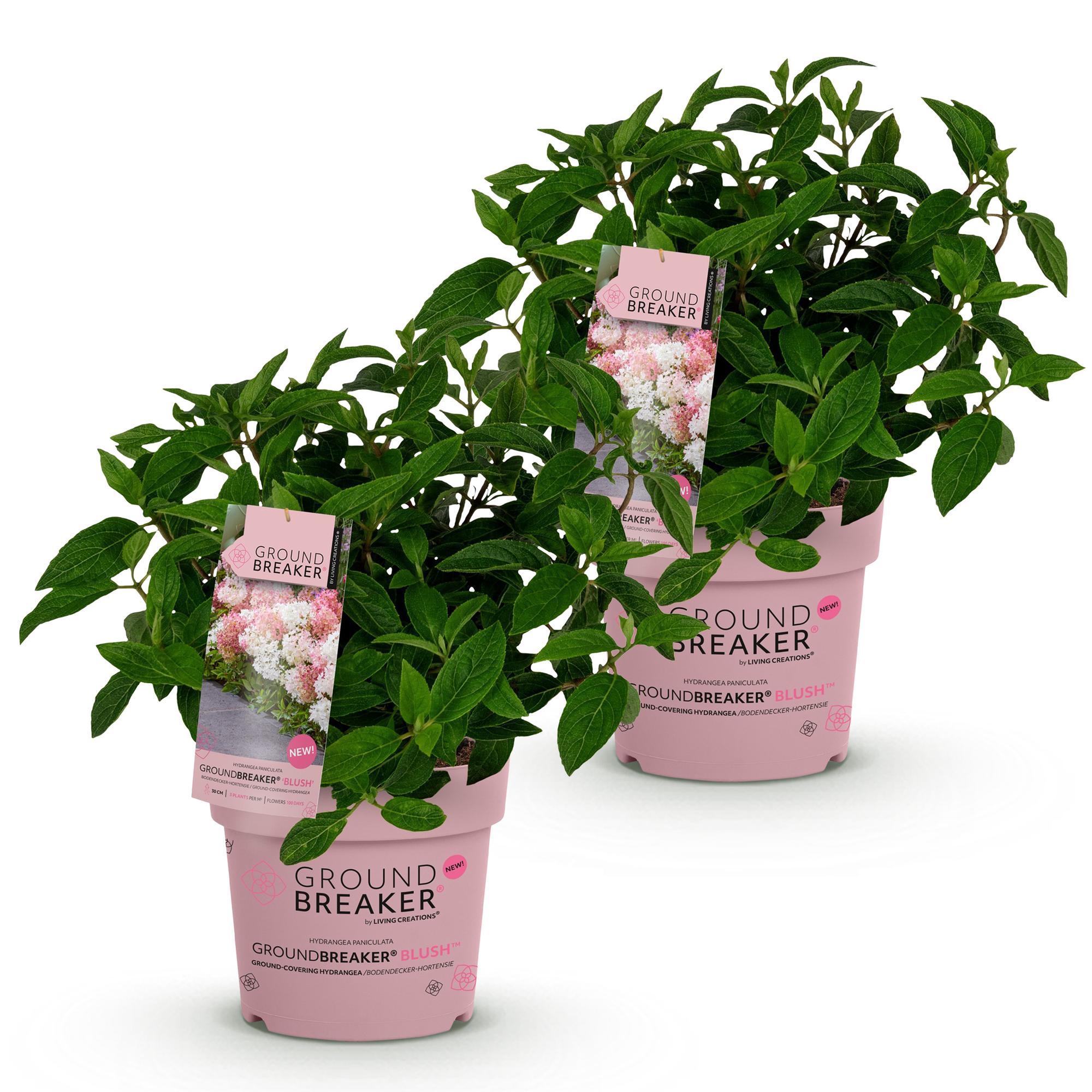 Hydrangea panniculata Groundbreaker Blush - Pluimhortensia - Winterhard - Roze - 2 Planten - Pot 14cm - Hoogte 20-25cm
