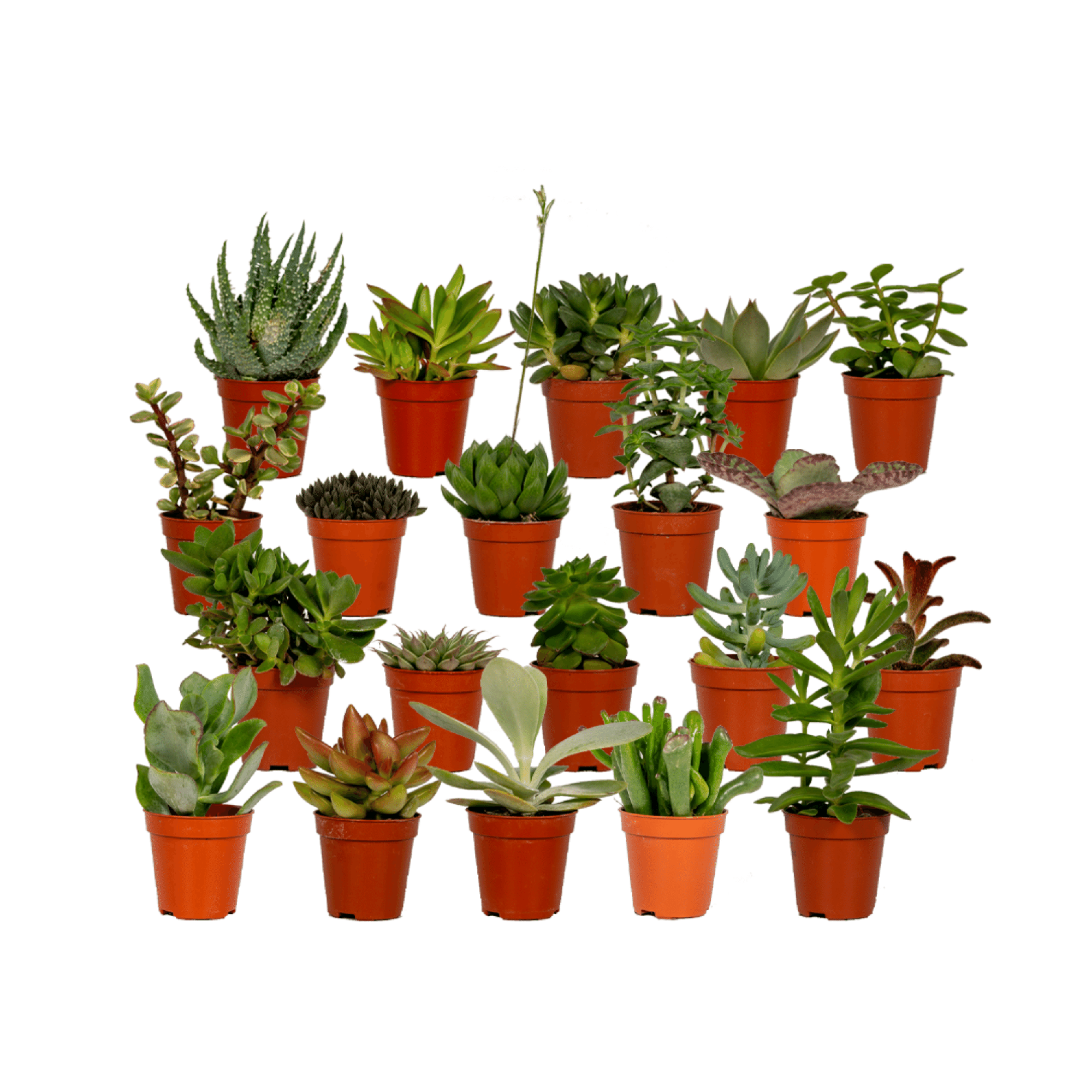 Mezcla de suculentas - 20 piezas - Ø5,5 cm - ↕7 cm