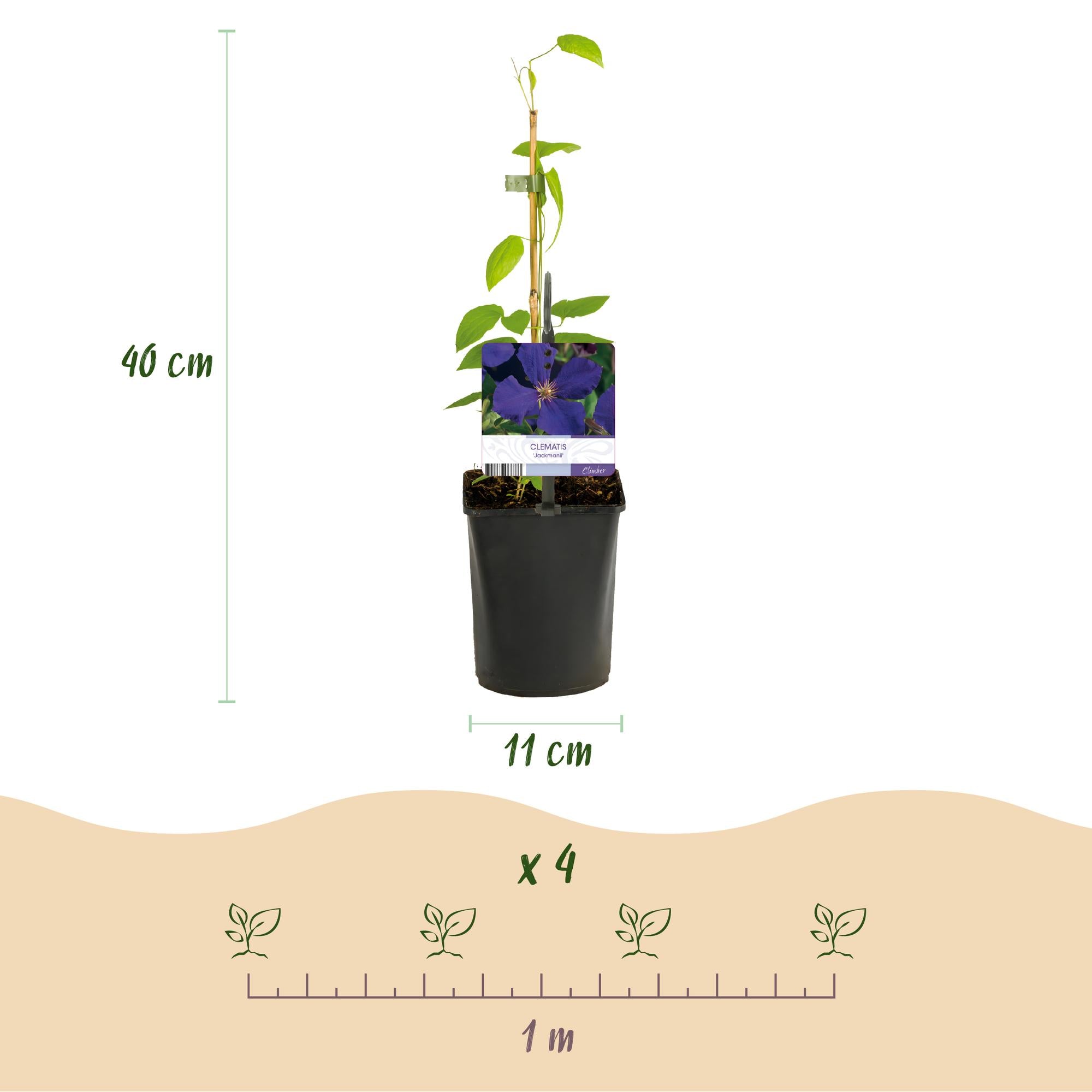 Green boutiQ – Kletterpflanze – Clematis Tricolor – Blüten: Rosa, Weiß, Lila – Pflegeleicht – 3 Pflanzen – Topf: 11 cm, Höhe: 40 cm