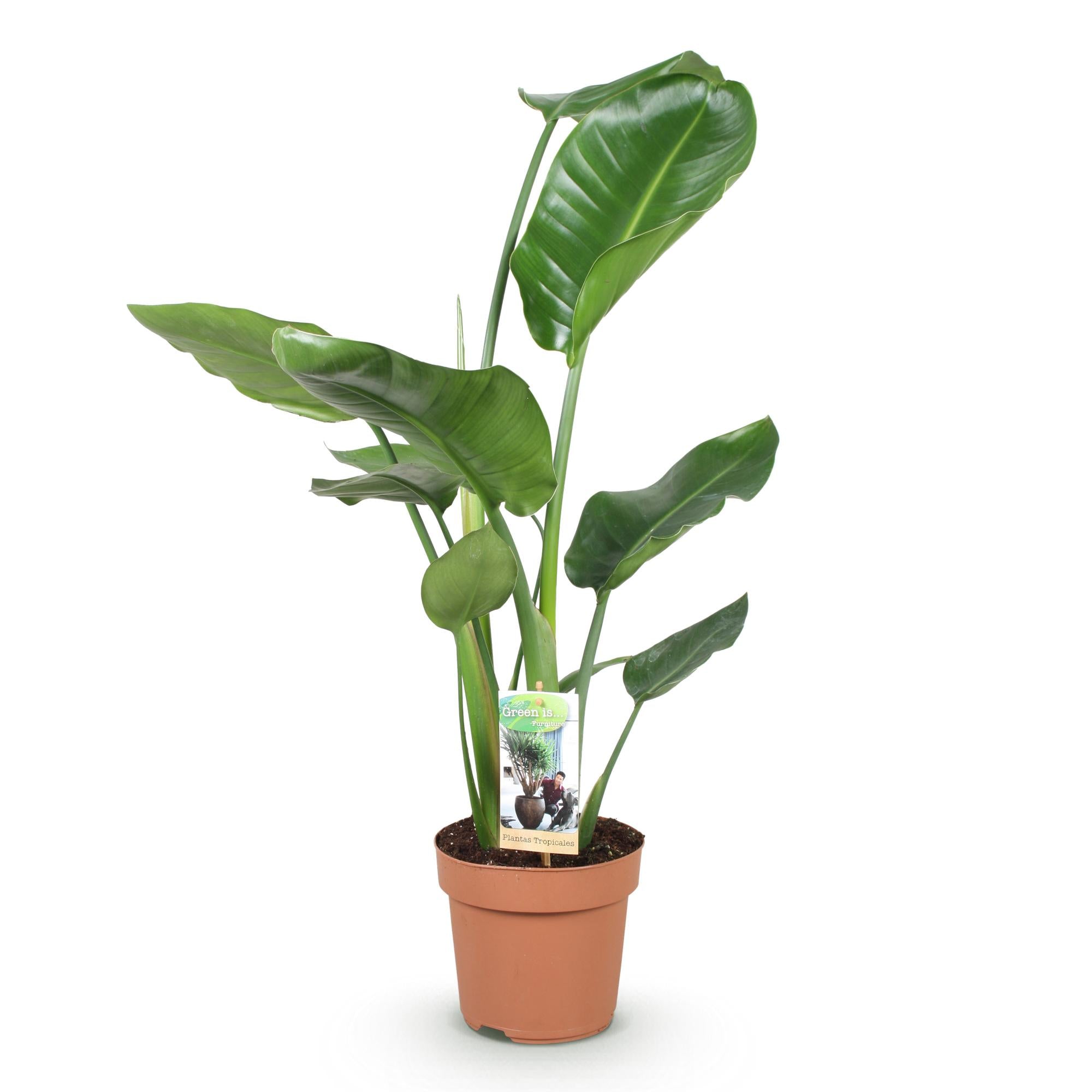Stelitzia Nicolai - Paradijsvogelbloem - Weinig onderhoud - Groen - 1 Plant - Pot 17cm - Hoogte 70-90cm