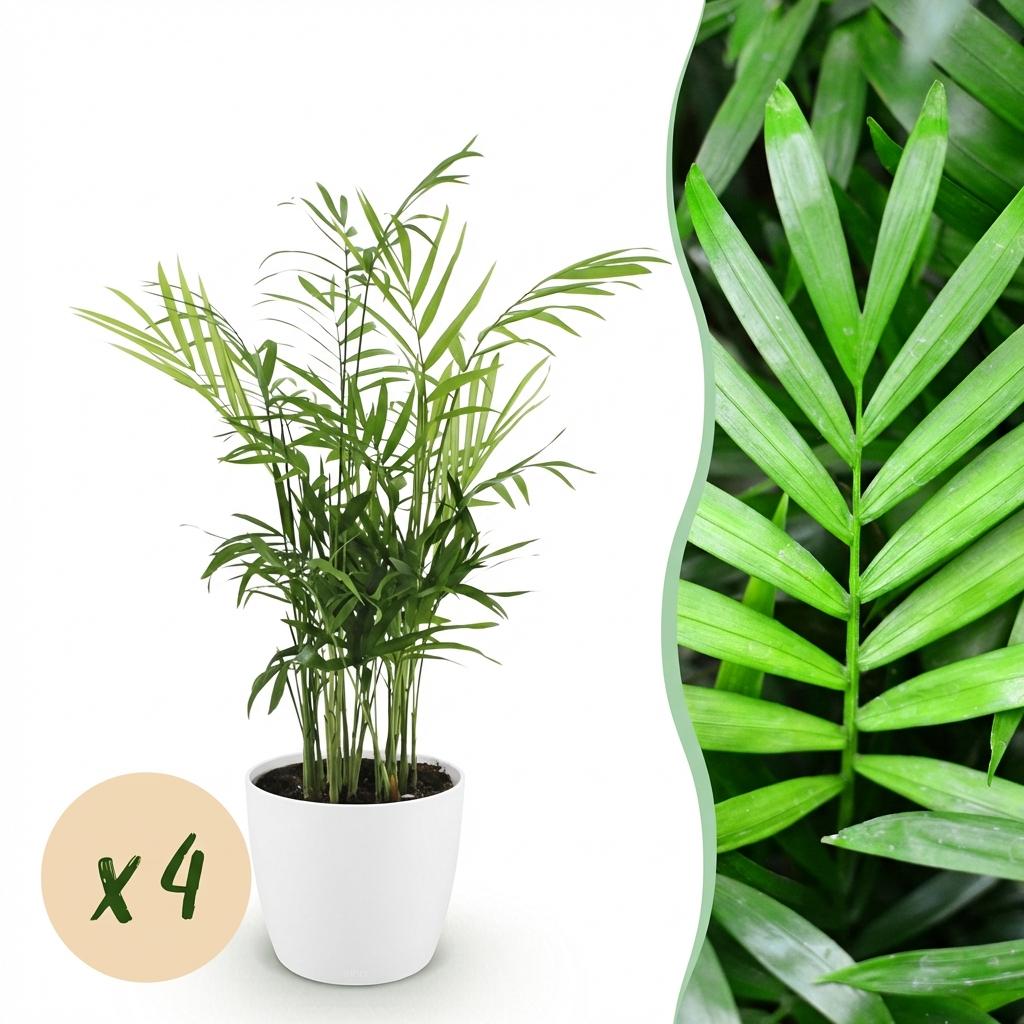 Chamaedorea elegans - Goudpalm - 4 Planten - met Potter Wit - Pot 12cm - Hoogte 15cm
