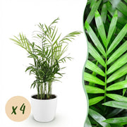 Chamaedorea elegans - Goudpalm - 4 Planten - met Potter Wit - Pot 12cm - Hoogte 15cm