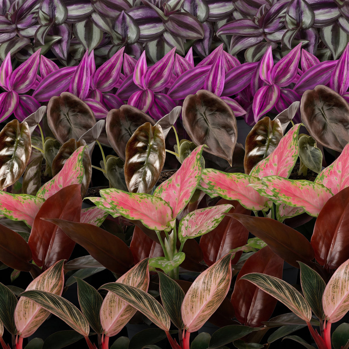 Baby Planten Paradise Mix - Diversen 6x - Tropisch - Ø6cm - ↕10-15cm