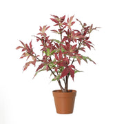 Kunstplant Maple - 53cm