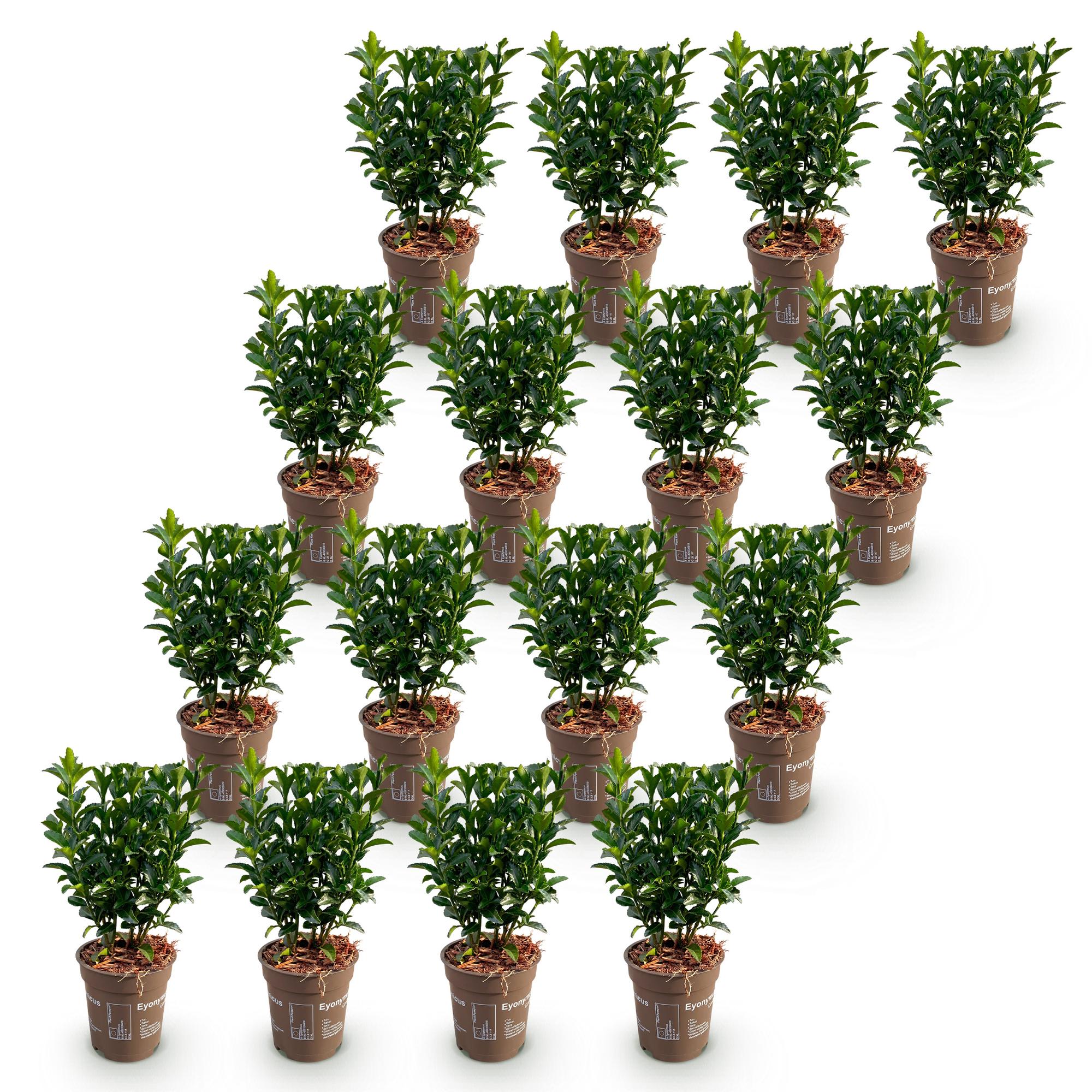Euonymus japonica Green Spire - Kardinaalsmuts 16x - Haagplanten - Groenblijvend - Groen - Pot 9cm - Hoogte 20-25cm