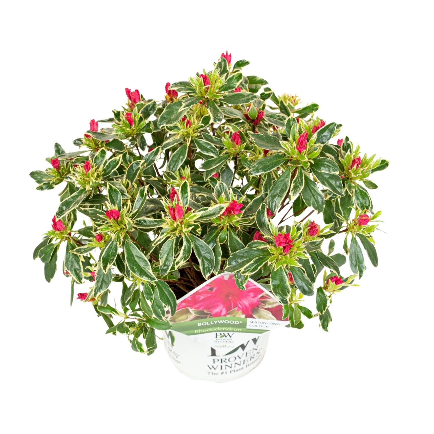 Rhododendron 'Bollywood' - Ø19cm - ↕30cm