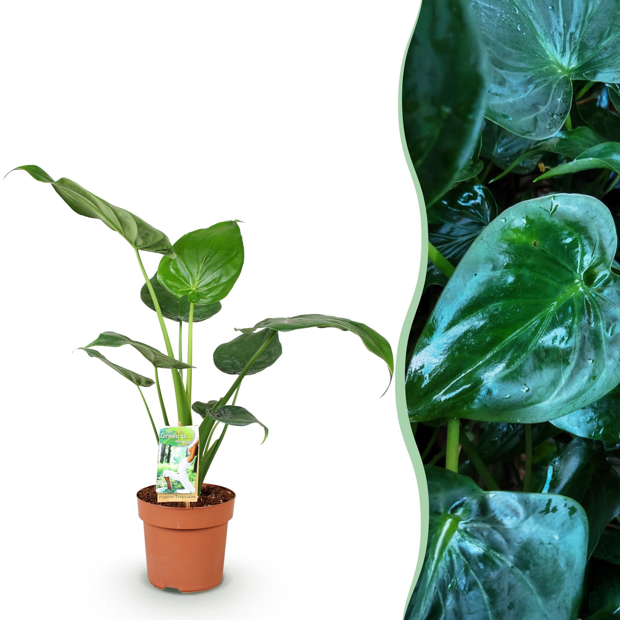 Alocasia Cucullata - Olifantsoor - Pot 17cm - Hoogte 60-65cm