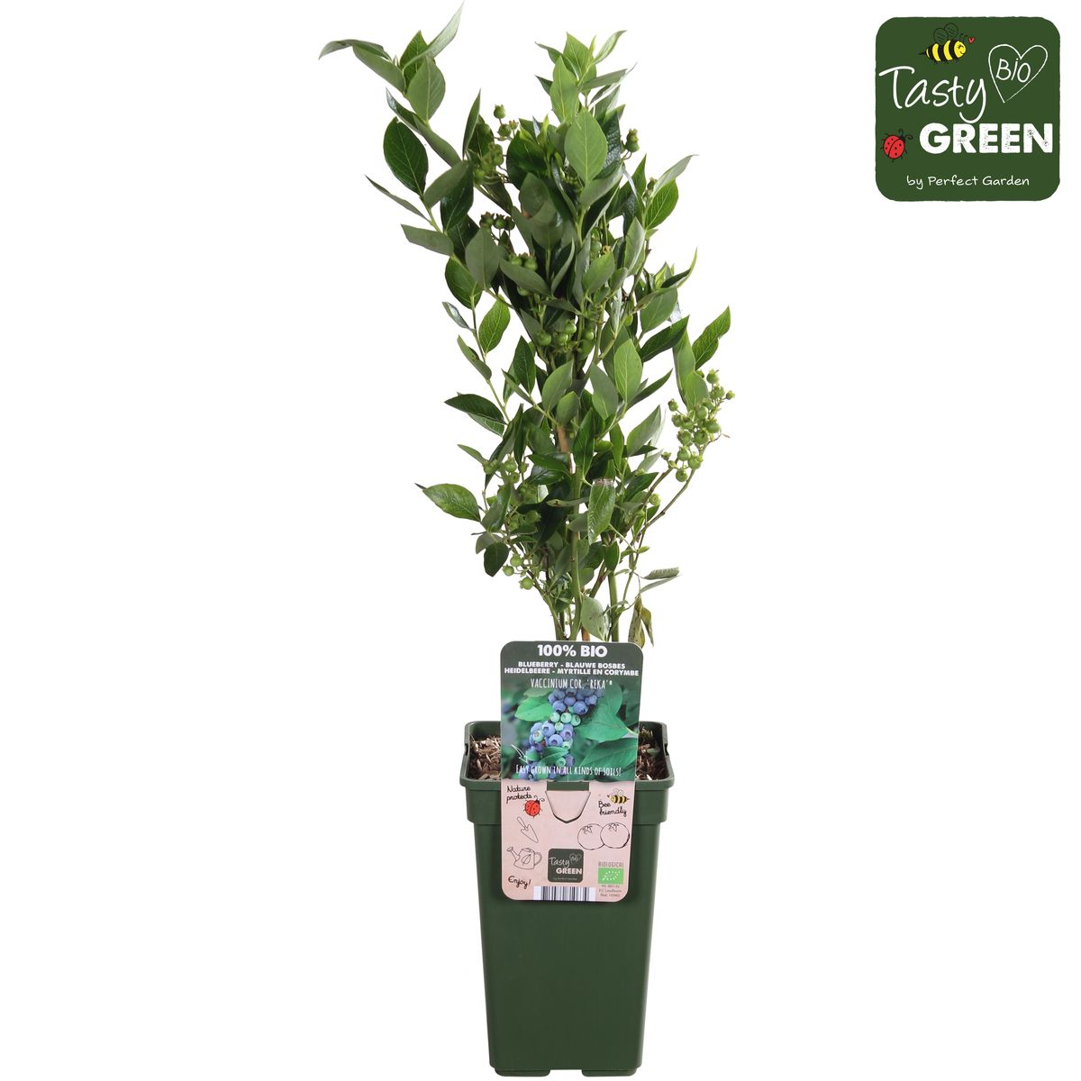 Vaccinium corymbosum 'Reka' - Myrtille - Ø13cm - ↕45cm