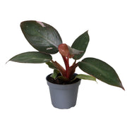 Philodendron Pink Princess - Groen - Roze - Tropisch - Ø6cm - ↕12cm