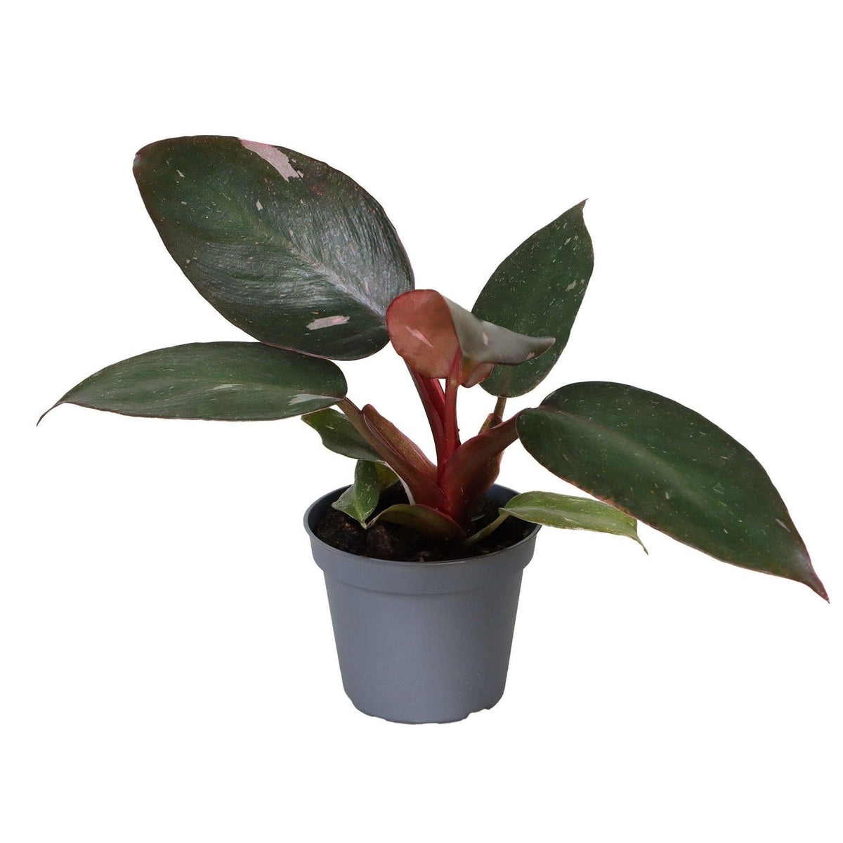 Philodendron Pink Princess - Groen - Roze - Tropisch - Ø6cm - ↕12cm