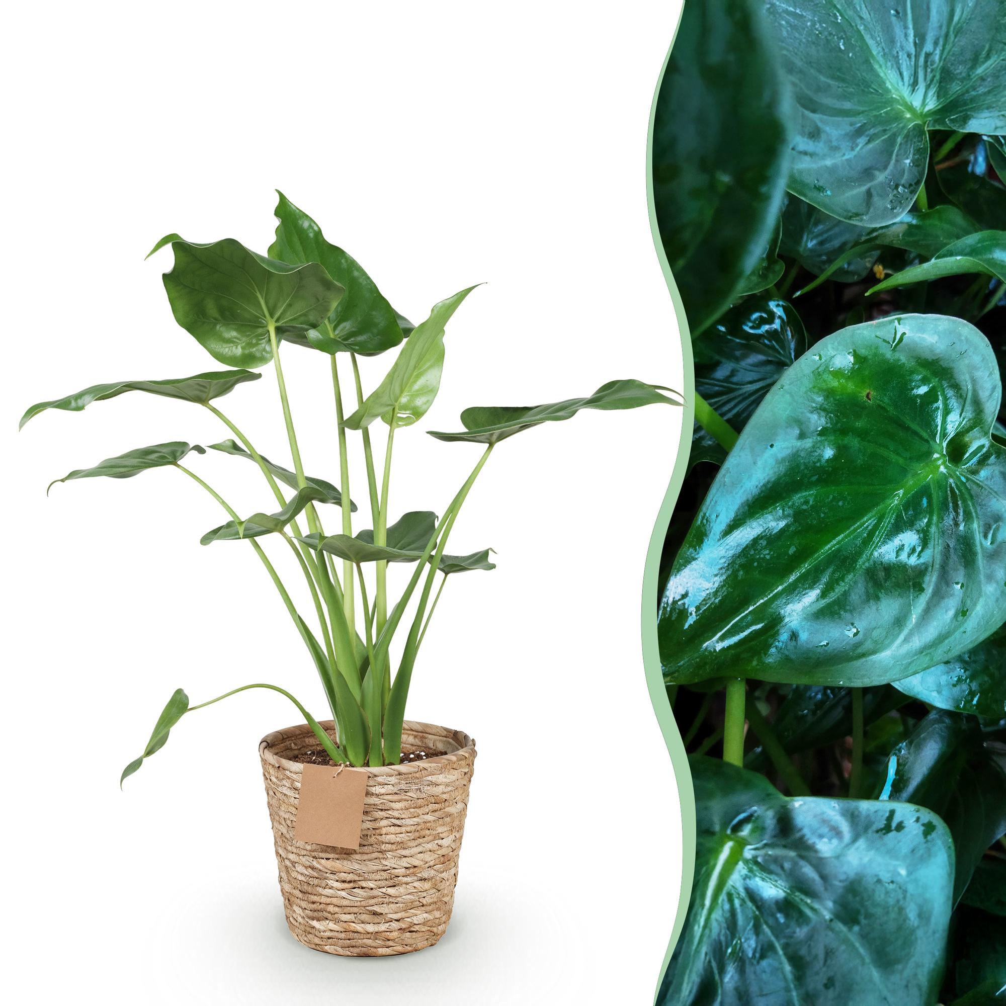 Alocasia Cucullata - Olifantsoor - met mand - Pot 21cm - Hoogte 65-70cm