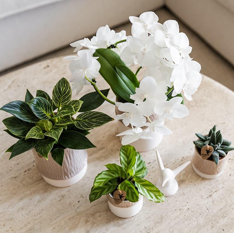 Kolibri Home | Bamboo sierpot - Sand - Ø6cm