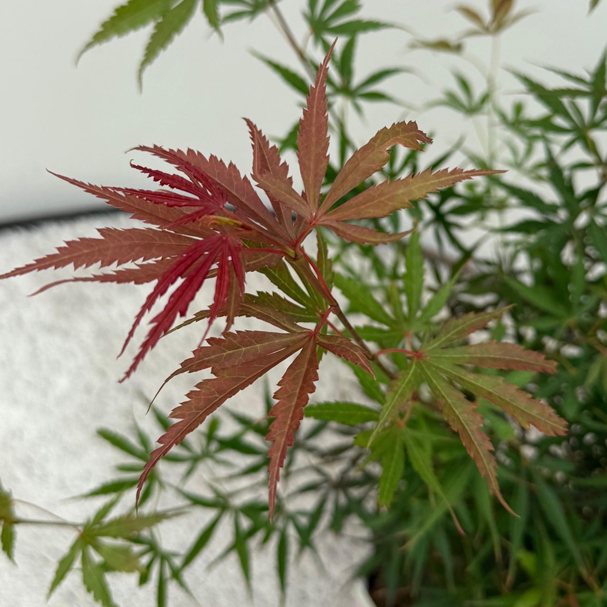 Japanse Esdoorn - Acer palmatum Jerre Swarts - Donker Rood - 2 Planten - Bladverliezend -  Pot 19cm Hoogte 70cm