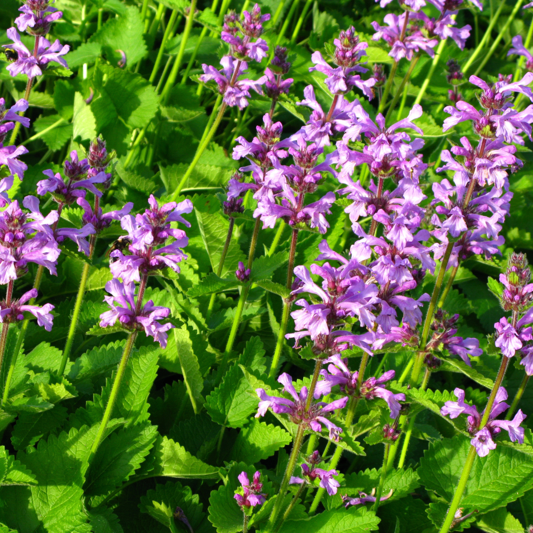 6x Stachys mon. 'Hummelo' - ↕10-25cm - Ø9cm
