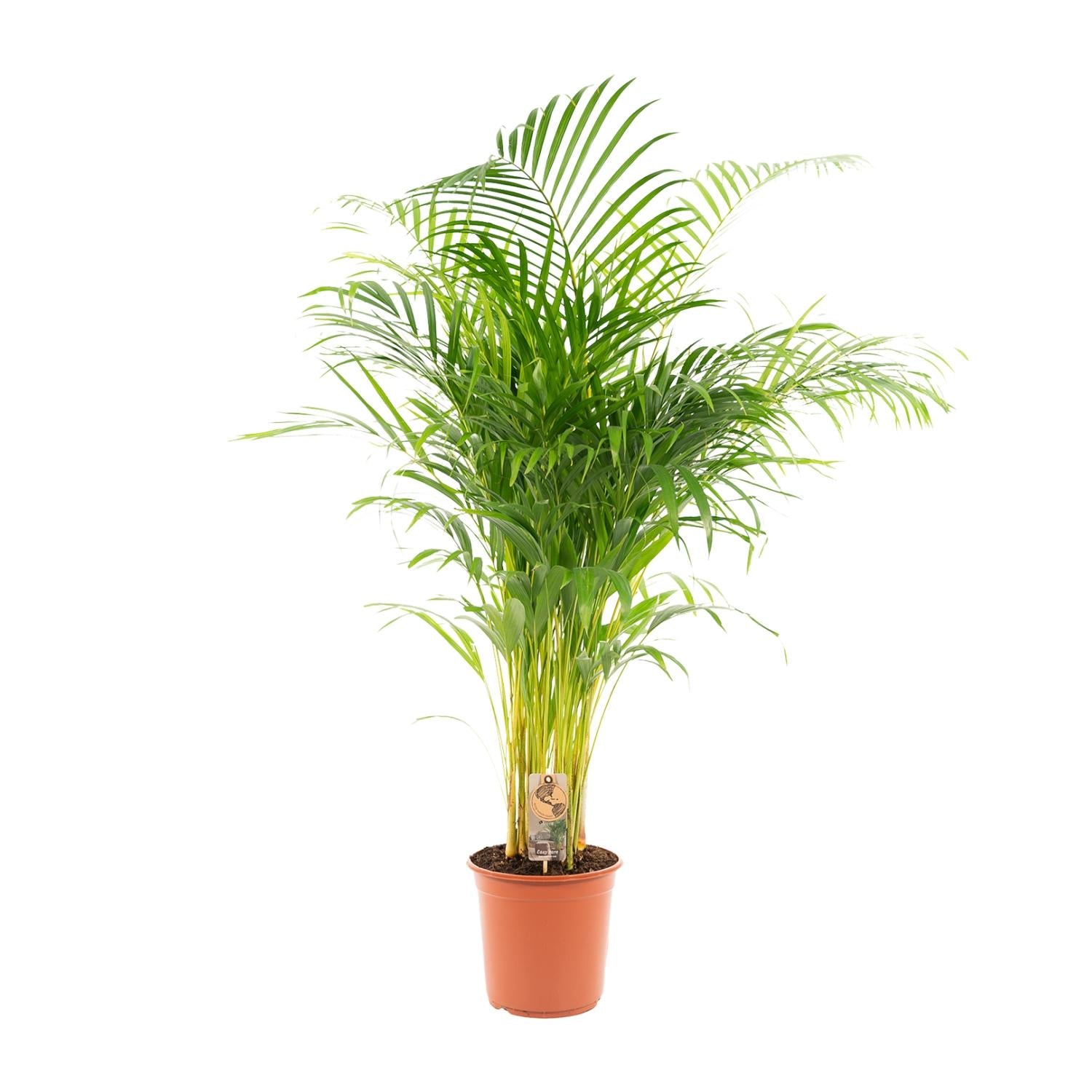Areca-Palme – Ø 21 cm – ↕ 130 cm