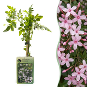 Jasminum stephanense - Roze jasmijn 6x - Roze - Klimplant - Ø9cm - ↕35cm