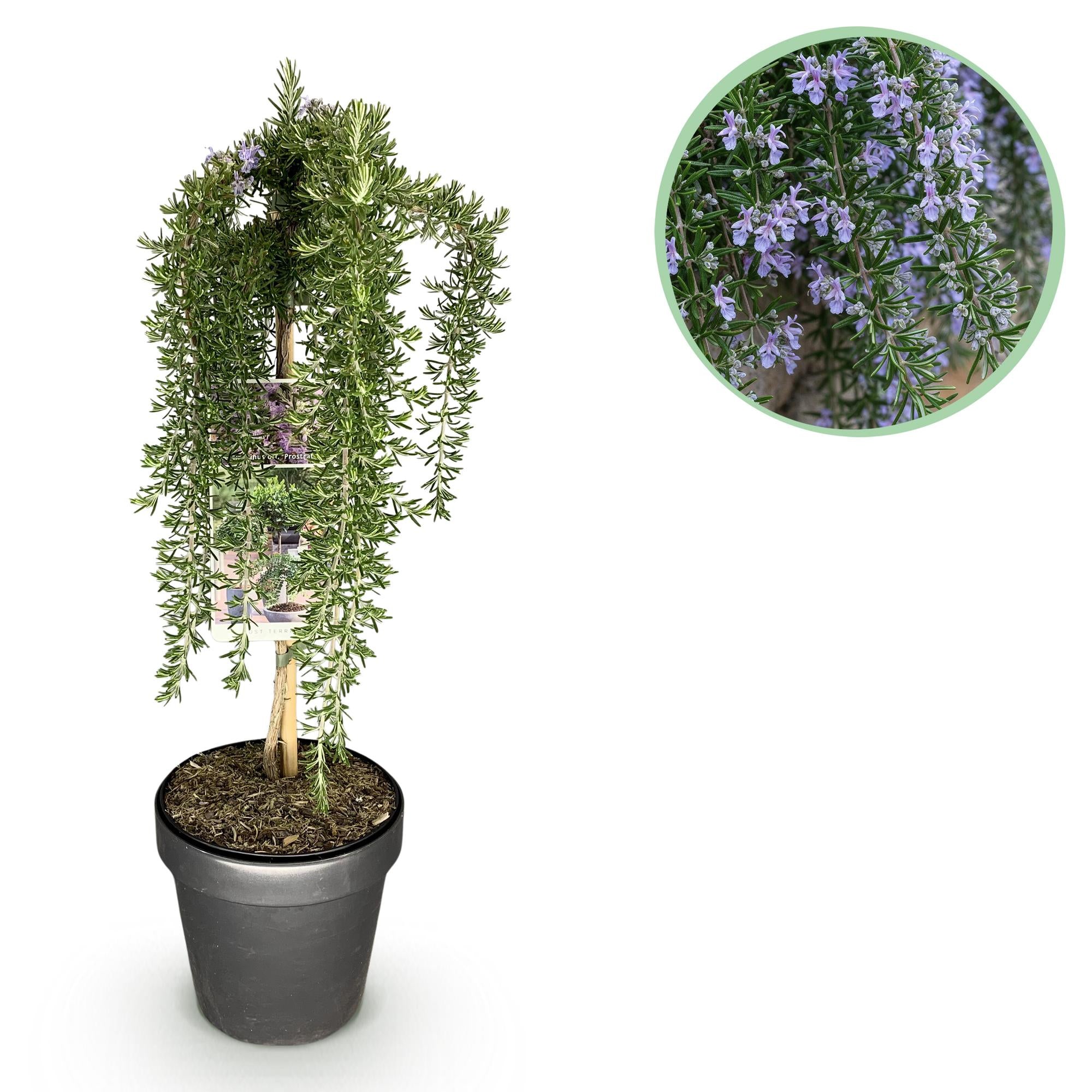 Rosmarinus officinalis Prostratus - Terras Plant - Bladhoudend - Winterhard -Paarse Bloem - Pot 19cm Hoogte 90cm