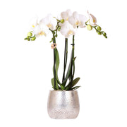 Orchidée Kolibri | Orchidée Phalaenopsis blanche - Amabilis + Pot Elite argenté - Diamètre du pot : 9 cm - Hauteur : 35 cm | Plante d'intérieur fleurie - Directement du producteur