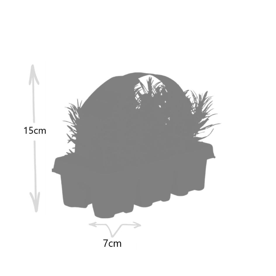 4x confezione da 6 Lavanda angustifolia - Ø7 cm - ↕15 cm