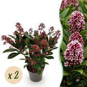Skimmia japonica Rubella - Bloem Rood - 10+ Bloemen - 2 Planten - Winterhard - Pot 10,5cm Hoogte 25cm