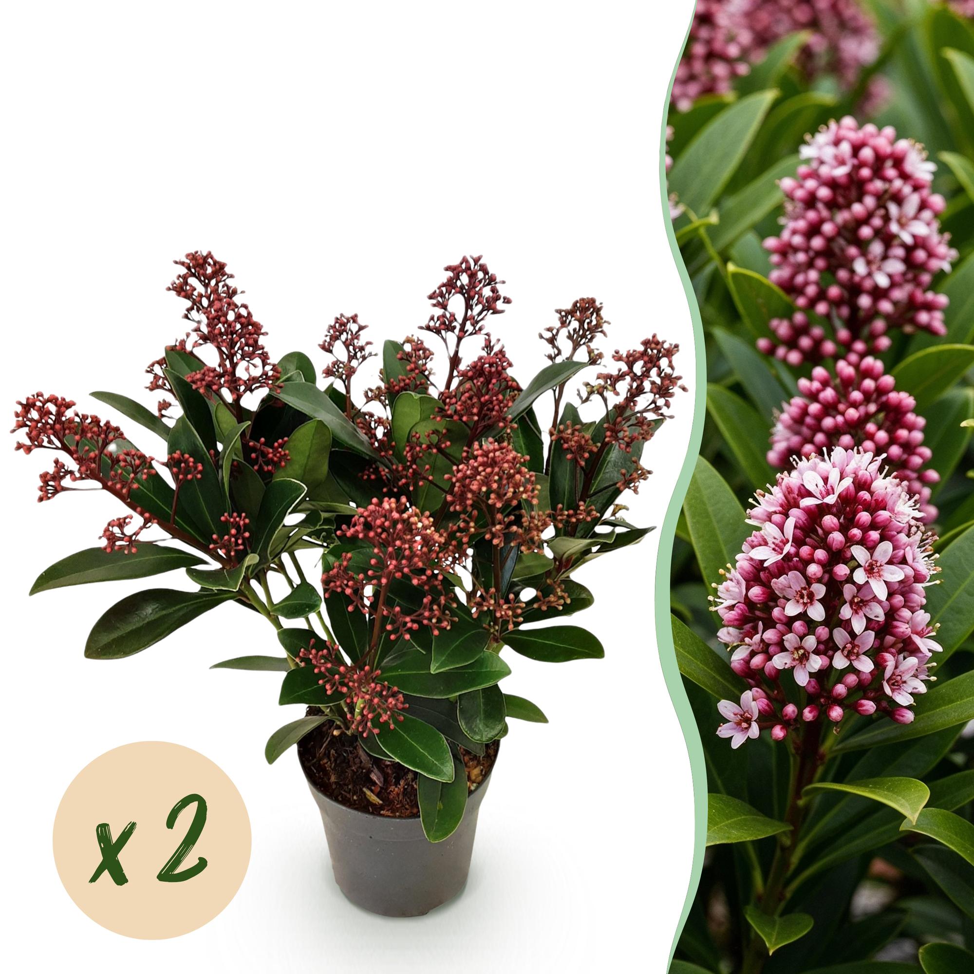 Skimmia japonica Rubella - Bloem Rood - 10+ Bloemen - 2 Planten - Winterhard - Pot 10,5cm Hoogte 25cm